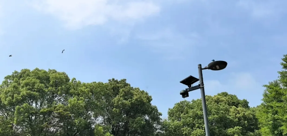 LBird鸣声识别系统